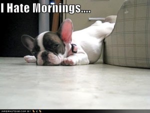 picture-funny-things