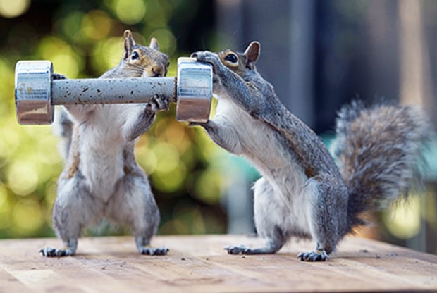 two-squirrels-weights-lg