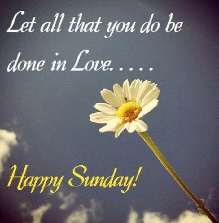 279356c51b746be3afe429379f781d97--happy-sunday-quotes-blessed-sunday